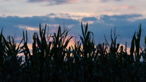 Armed robber strikes in Strathroy cemetery, before fleeing toward nearby cornfield