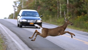 Chatham-Kent police remind drivers to watch for deer