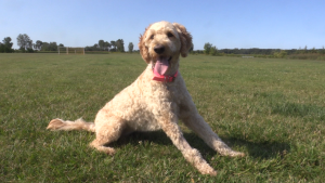 Grand Bend dog recovering after overdosing on drugs at local park