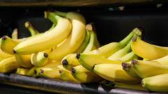 Staff ‘banana-proof’ areas for Swedish minister’s phobia