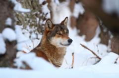 Wolves in EU could lose safeguards, allowing culls as numbers soar