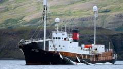 Iceland issues controversial five-year whaling permits