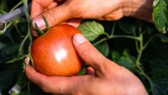 ‘Italian’ purees likely to contain Chinese forced-labour tomatoes, BBC finds