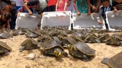 Thousands of baby turtles released in Brazil