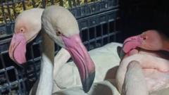 Pink flamingos ‘seized from smugglers’ in Tunisia