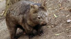 US influencer draws backlash for stealing baby wombat from mum