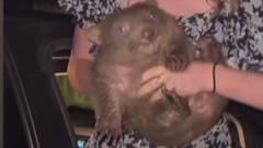 The row over baby wombat grabbed by an influencer… in 60 seconds