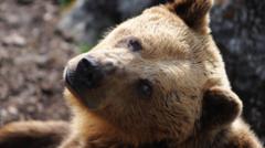 Slovakia approves sale of brown bear meat to public