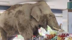 Watch: Hungry elephant wanders into Thai grocery store