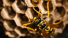 Radioactive wasp nest found at old US nuclear weapons site