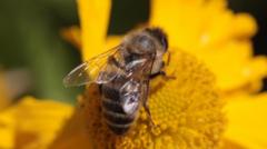 Bee attack leaves three in critical condition and dozens injured in France