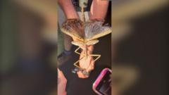 Watch: Huge stick insect discovered in Australia