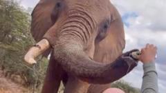 Tourist pouring beer down elephant’s trunk in Kenya sparks anger