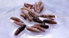 First human case of flesh-eating screwworm parasite confirmed in US