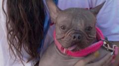 Watch: ‘World’s Ugliest Dog’ crowned in California