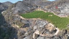 Watch: How an orchard in Turkey survived a wildfire