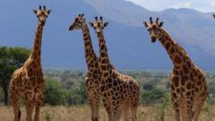 Three more species of giraffe than previously thought – can you spot the difference?