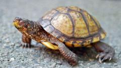 Man faces jail in US for shipping 850 turtles in socks to Hong Kong