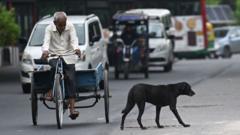 Delhi given eight weeks to round up hundreds of thousands of stray dogs