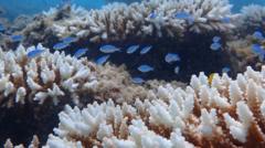 Worst bleaching on record for Western Australian coral reefs