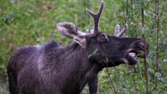 Emil the Elk caught after long summer on the loose in Central Europe