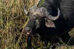 More than 80 buffaloes drown in Namibia after falling off cliff