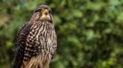 Falcon crowned Bird of the Year in New Zealand