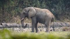 The lonely life and death of Delhi’s only African elephant