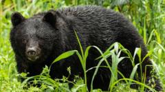 Bears kill seven people in Japan this year as attacks hit record high