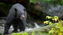 Man killed in suspected bear attack in Arkansas