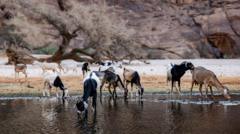 Chad cuts ties with wildlife charity linked to Prince Harry