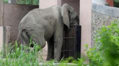 Delhi’s lonely African elephant was killed by rare rodent-borne virus