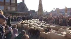 Watch: Hundreds of sheep cross historic German city during annual tradition