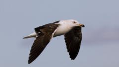 Saving South Africa’s threatened albatross from lethal fishing lines
