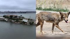 Stay or go – what’s next for coyote that escaped to Alcatraz?
