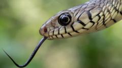 India’s snakebite crisis is killing tens of thousands every year