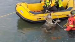 Watch: Moment wolf rescued from canal in northern Italy