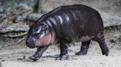 Man fined after breaking into viral hippo Moo Deng’s enclosure