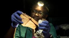 Nigerian wins global prize for trying to save bats in a country that shuns them
