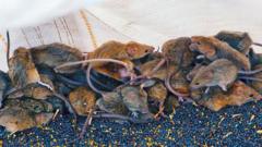 ‘It’s like a decaying body’: Australian farmers battle mouse plague