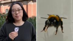 Do bees have feelings? Study reveals the insects’ ‘inner life’