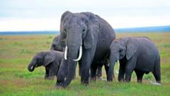 Mysterious elephant deaths in Kenya raise questions around pesticides