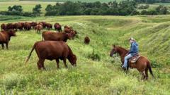American ranchers wrestle with soaring costs – and their loyalty to Trump